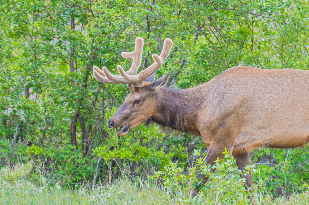 Elk Velvet Antler Active ingredient for haircare and skincare formulations